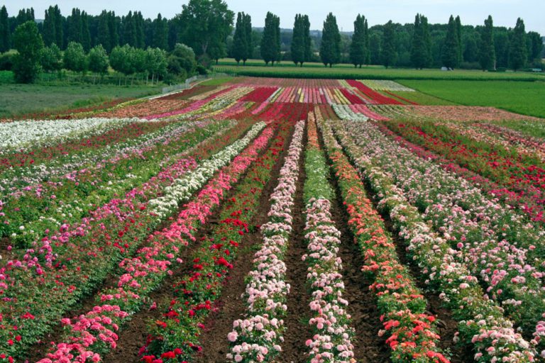 Nursery of roses. Photo credit: Chastel nursery