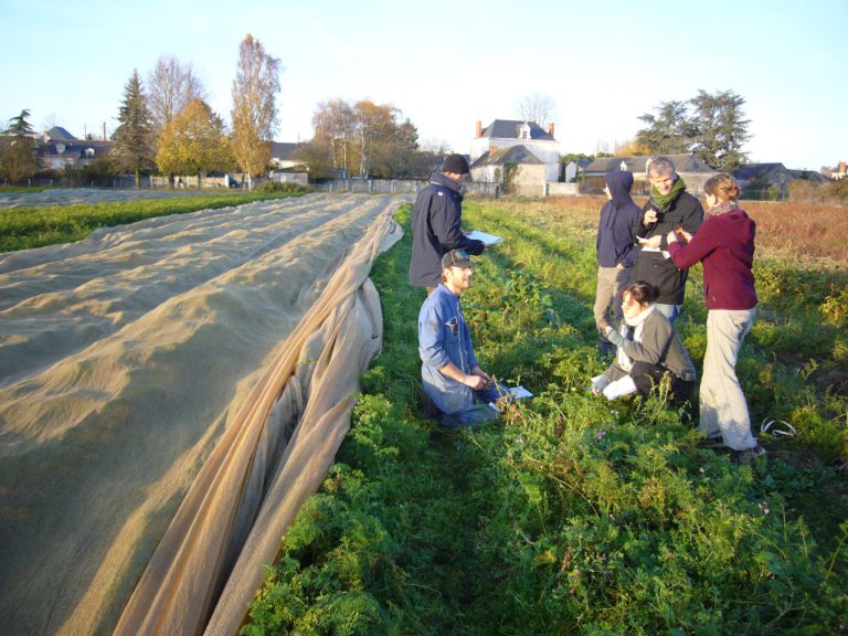 ORAN - Organic carrot field. Photo credit : E. Geoffriau